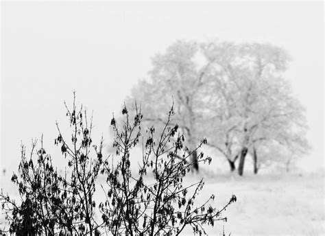Free Images Landscape Tree Grass Branch Cold Winter Black And