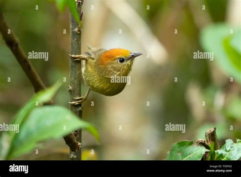 Rufous Capped Babbler Stachyridopsis Ruficeps Lava India Stock Photo
