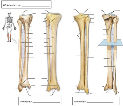 Tibiafibula Diagram Quizlet