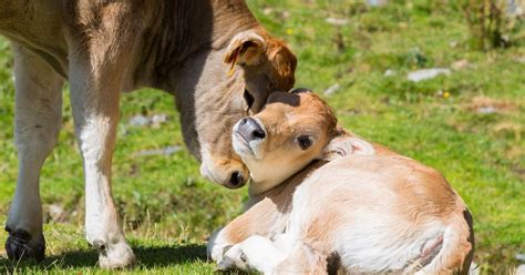 Baby Cows Are Torn From Their Moms And Everyones Lying