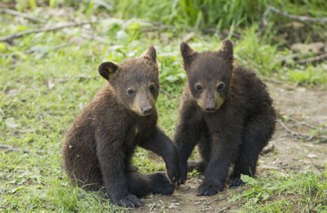 Cute Little Black Bear Cubs Playing In The Smoky Mountains