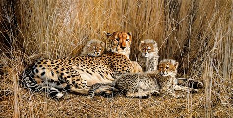 Cheetah Cubs Johan Hoekstra Wildlife Art Collection