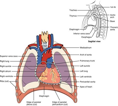 Heart Anatomy Bio103 Human Biology