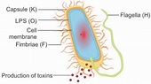 Escherichia coli: An Overview of Main Characteristics | IntechOpen