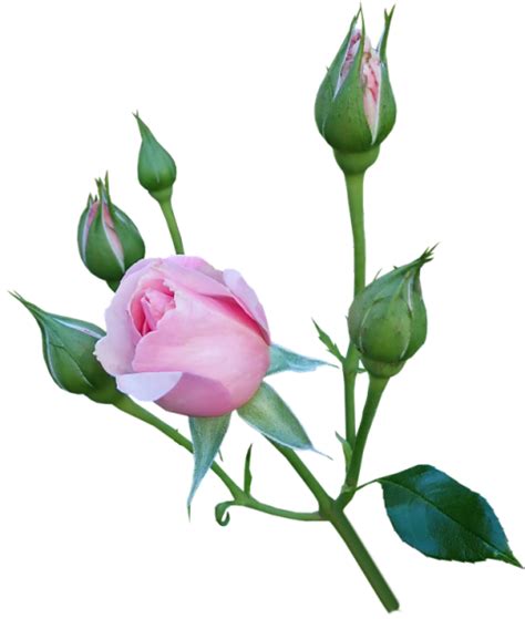 Pink Rose Flowers Png Images 2021 Full Hd Transparent Png
