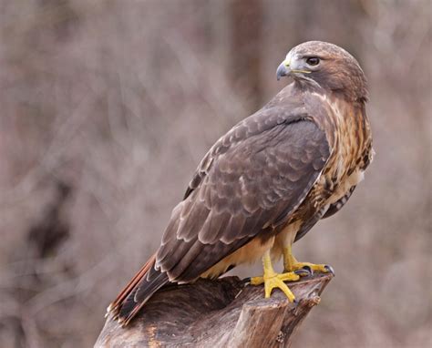 Hawks In Alabama 7 Commonly Spotted Birds Of Prey