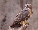 Hawks In Alabama: 7 Commonly Spotted Birds Of Prey
