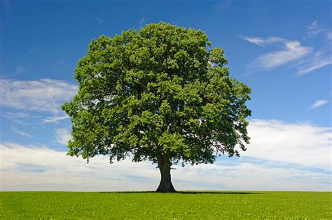 Oak Tree Stock Photos Pictures And Royalty Free Images Istock