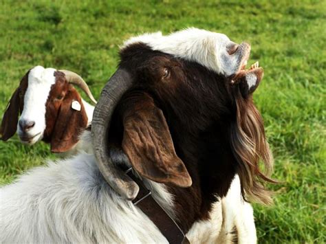 Goat Sex Everything You Wanted To Know But Were Afraid To Ask Modern Farmer