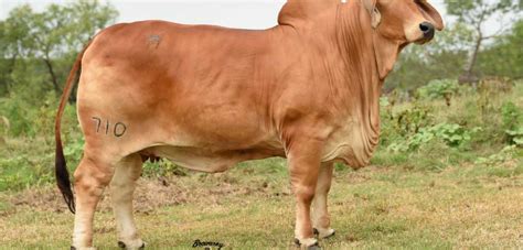 Red Brahman Cattle For Sale Archives Moreno Ranches