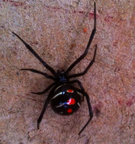 Spiders Black Widow And Brown Recluse Walter Reeves The Georgia