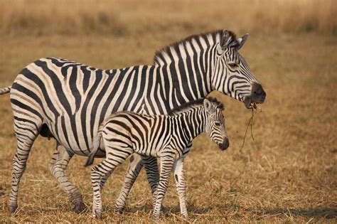 Cute Baby Zebra And Mother Glossy Poster Picture Photo