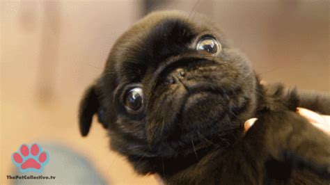 And This Winking Pup Who Knows Just How Innocent He Really Looks Pug