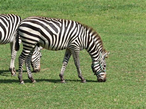 Maryland Zebras On The Run From Farm Have Finally Returned The