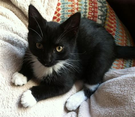 Cute Tuxedo Kitten Creatures Pinterest