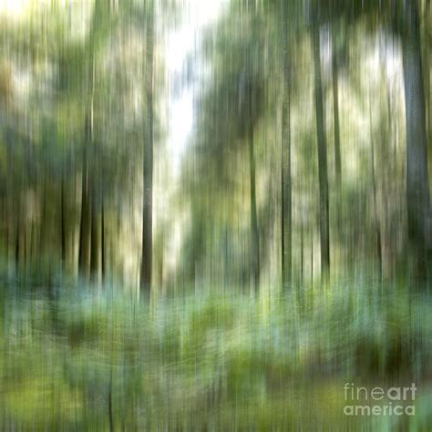 Undergrowth In Spring Photograph By Bernard Jaubert Fine Art America