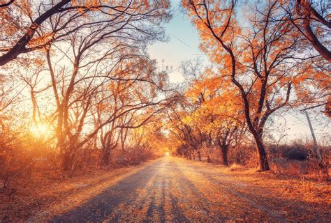 Autumn Forest With Road At Sunset High Quality Nature Stock Photos