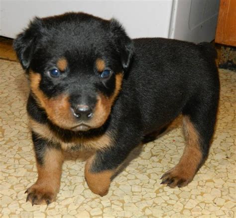 Create your own ad in fort wayne free pets to good home. Rottweiler Puppies For Sale | Fort Wayne, IN #71258