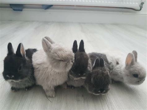 Cute Small Baby Netherland Dwarf Bunny Rabbits In