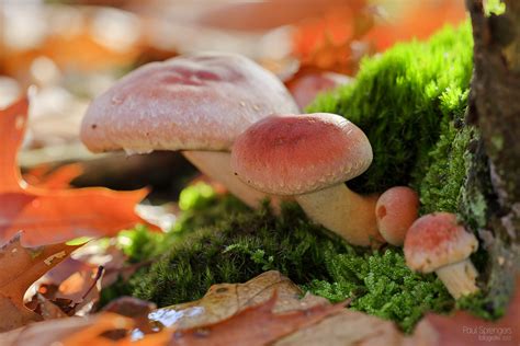 Free Images Nature Forest Autumn Fungus Agaric Auriculariales