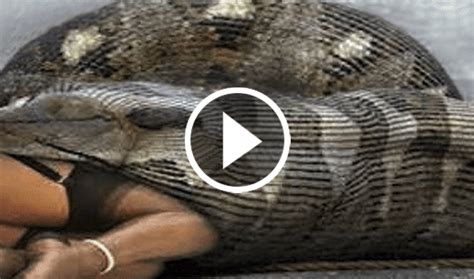 Zobi Fun Zone Watch The Amazing Video Snake Eats A Girl Alive