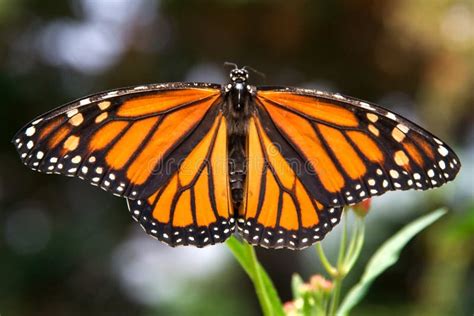 Closeup Of Monarch Butterfly With Wings Spread Stock Photo Image Of