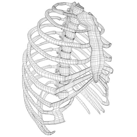 Rib Cage Anatomy Anatomy Human Rib Cage By Francescomilanese85