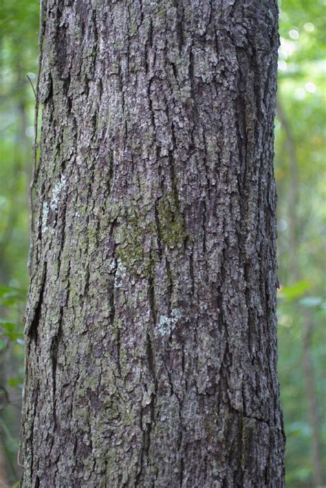 Carya Glabra Juglandaceae Bark Of A Large Tree