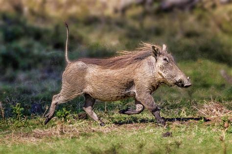Warthog Running Away 5154 Photograph By Karen Celella Pixels