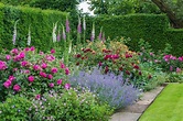 English Roses are some of the best-loved, high-performance flowers in ...