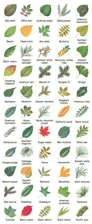 American Tree Leaf Identification Chart