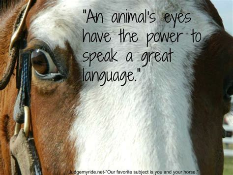 A Brown And White Horse With A Quote On Its Face That Says An Animal