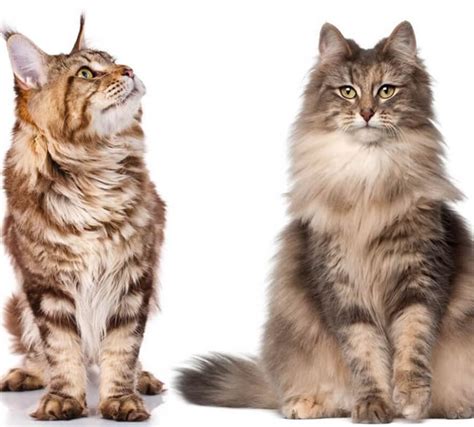 Top 10 Largest Cat Breeds In The World Pet Greatness