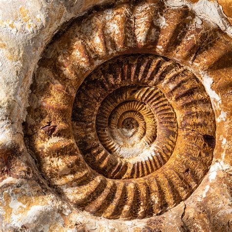 Genuine Giant Natural Ammonite Astro Gallery Touch Of Modern
