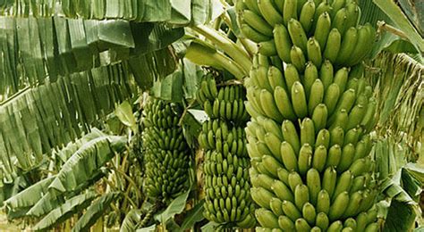 Banana Farming Information Guide Asia Farming