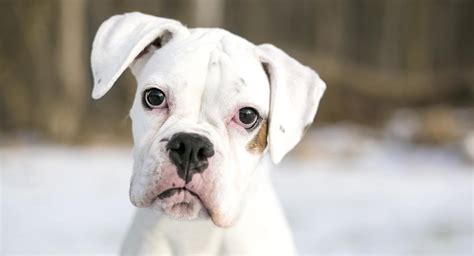 White Boxer Dog Traits And Characteristics