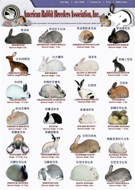Meat Rabbit Breeds Chart