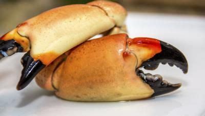 Lay the crab on a cutting board with its belly side up and facing towards you. How to Cook Stone Crab Claws | eHow.com | Stone crab claws ...