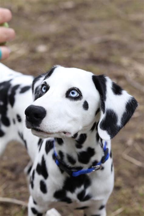 Bridget Basile Gandee Dalmatian Puppy Bleve Dalmatian Puppy