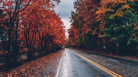 2560x1440 Autumn Road Trees On Sides Fallen Leaves 1440p Resolution Hd