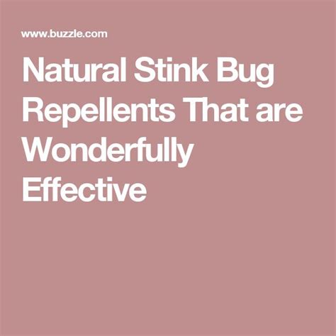Natural Stink Bug Repellents That Are Wonderfully Effective Stink Bug