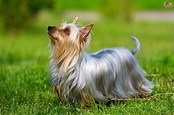 Australian Silky Terrier Dog Breed Information, Buying Advice, Photos ...