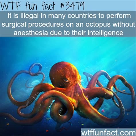 Do Female Octopus Eat Males Squid Game