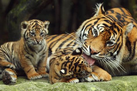 Datos Asombrosos De Las Increíbles Madres Del Reino Animal