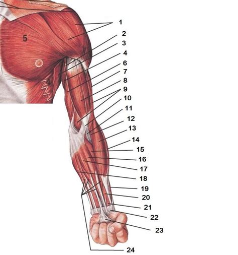 Muscles Of Upper Extremity Quiz Superficial Anterior Muscle Muscle