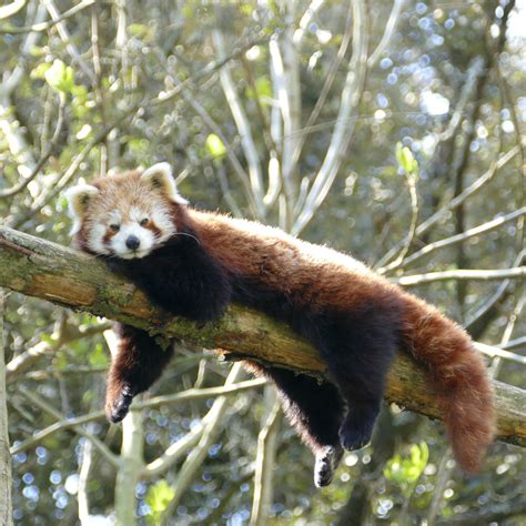 Marich A Red Panda Zoo Des Sables Dolonne