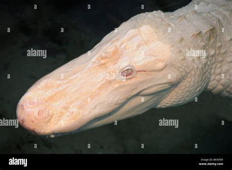 White Alligator Albino Hi Res Stock Photography And Images Alamy