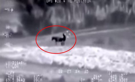 Watch Video Footage Of Isis Member Having Sex With A Donkey Watch