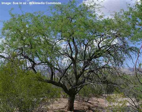 Getting Rid Of Mesquite Trees A Comprehensive Guide