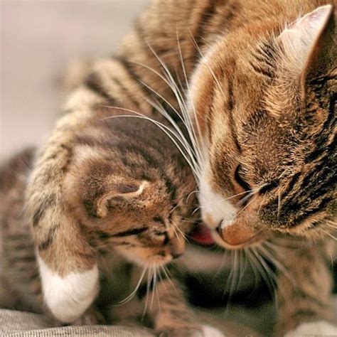 Lista 97 Foto Porque Las Gatas Se Comen A Sus Gatitos Recién Nacidos